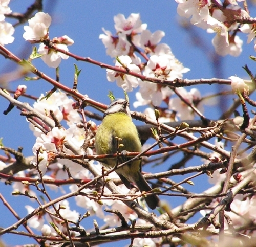 Cinciarella -  Cyanistes caeruleus